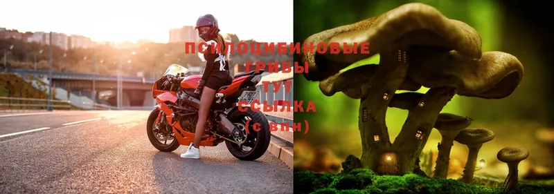 что такое наркотик  Кизел  mega сайт  Псилоцибиновые грибы Psilocybe 